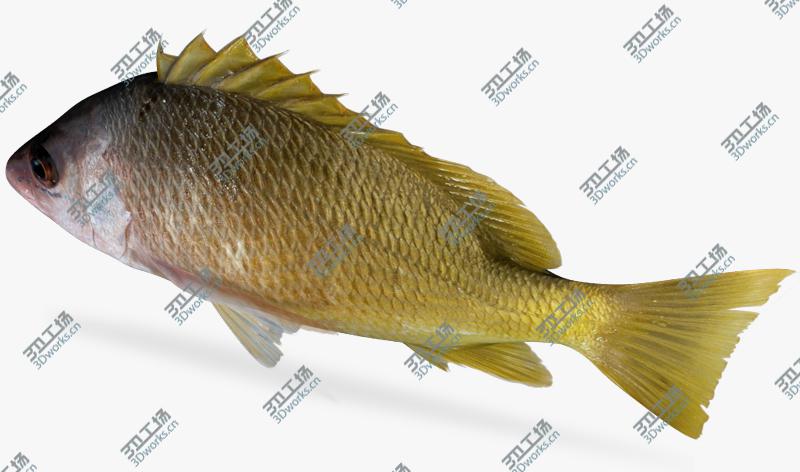 images/goods_img/2021040163/Saltwater fish collection 1/5.jpg